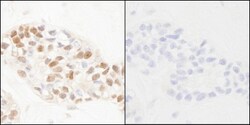 PCNA, p Tyr211 Antibody, Novus Biologicals 0.1mL; Unlabeled:Antibodies,